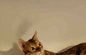 El nuevo OPPO Reno13 5G captura los mejores momentos de tu mascota en movimiento