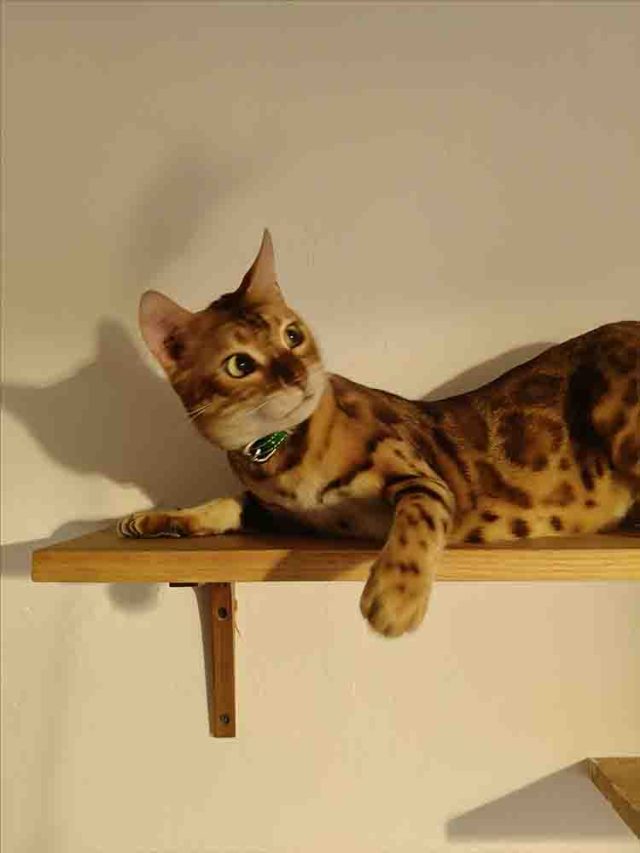 El nuevo OPPO Reno13 5G captura los mejores momentos de tu mascota en movimiento