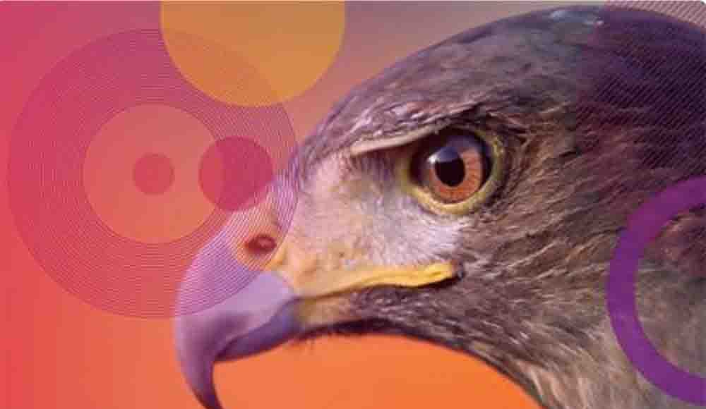 Imagen Check Point Falcon_