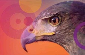 Campaña de espionaje de día cero en Microsoft atribuida a Stealth Falcon