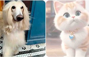 Captura los mejores momentos de tu mascota con el OPPO Reno13 5G